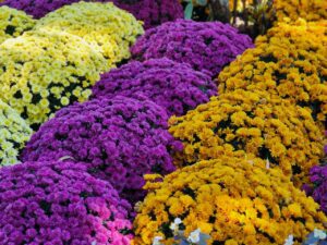 Vibrant chrysanthemums in purple, yellow, and white creating a stunning floral display.